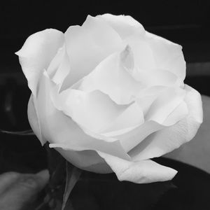 Meet your Posher, Lisa bella